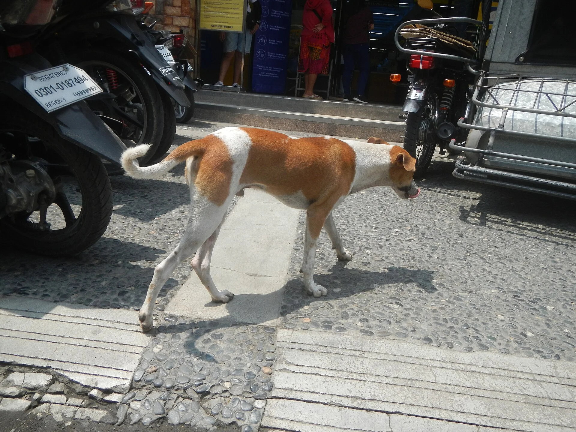 Pictures of Dog의 강아지 사진, Photos taken during the 2020 coronavirus pandemic in Baliuag, Bulacan Timeline of the 2020 coronavirus pandemic in the P