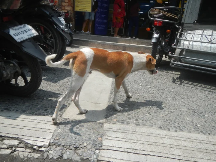 Brown and white dog walking past a parked vehicle · Dog photo — Pictures of Dog