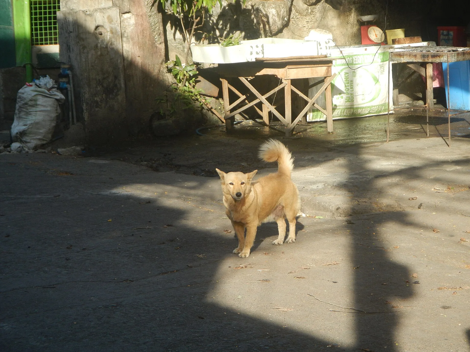 Photos taken during the 2020 coronavirus pandemic in Baliuag, Bulacan Timeline of the 2020 coronavirus pandemic in the P, ein Hund-Foto auf Pictures of Dog