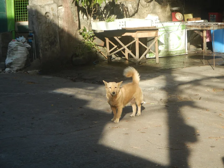 Tan dog standing beside an outdoor table · Dog photo — Pictures of Dog