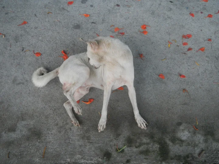 A white dog seated on concrete beside red flower petals · Dog photo — Pictures of Dog