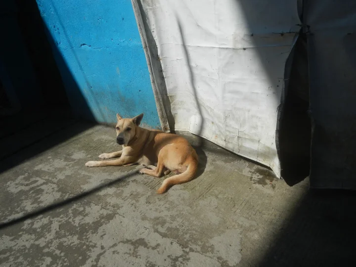 Brown dog resting in sunlight beside a blue door · Dog photo — Pictures of Dog