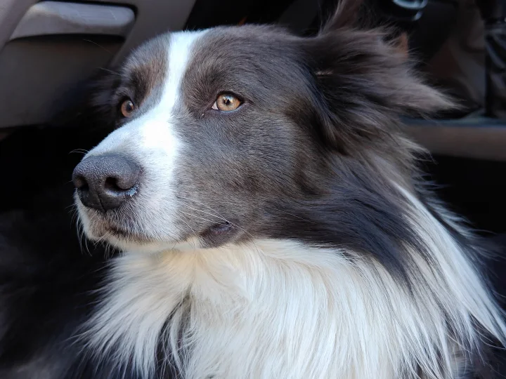 Long-haired black and white dog in profile · Dog photo — Pictures of Dog