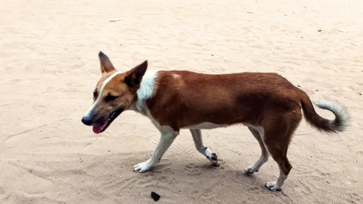 Brown and white dog on pale sand · Dog photo — Pictures of Dog