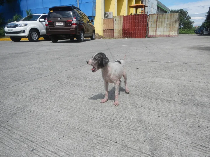 Small dog with sparse fur standing near parked cars · Dog photo — Pictures of Dog