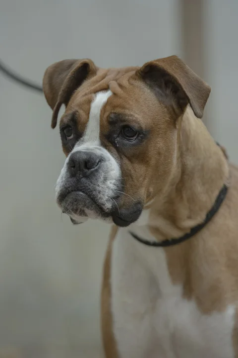 Brown dog with a white chest and dark collar · Dog photo — Pictures of Dog