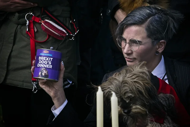 Shaggy dog beside a person holding a purple container · Dog photo — Pictures of Dog