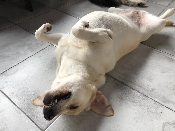 A pale dog lying on its back on a tiled floor · Dog photo — Pictures of Dog