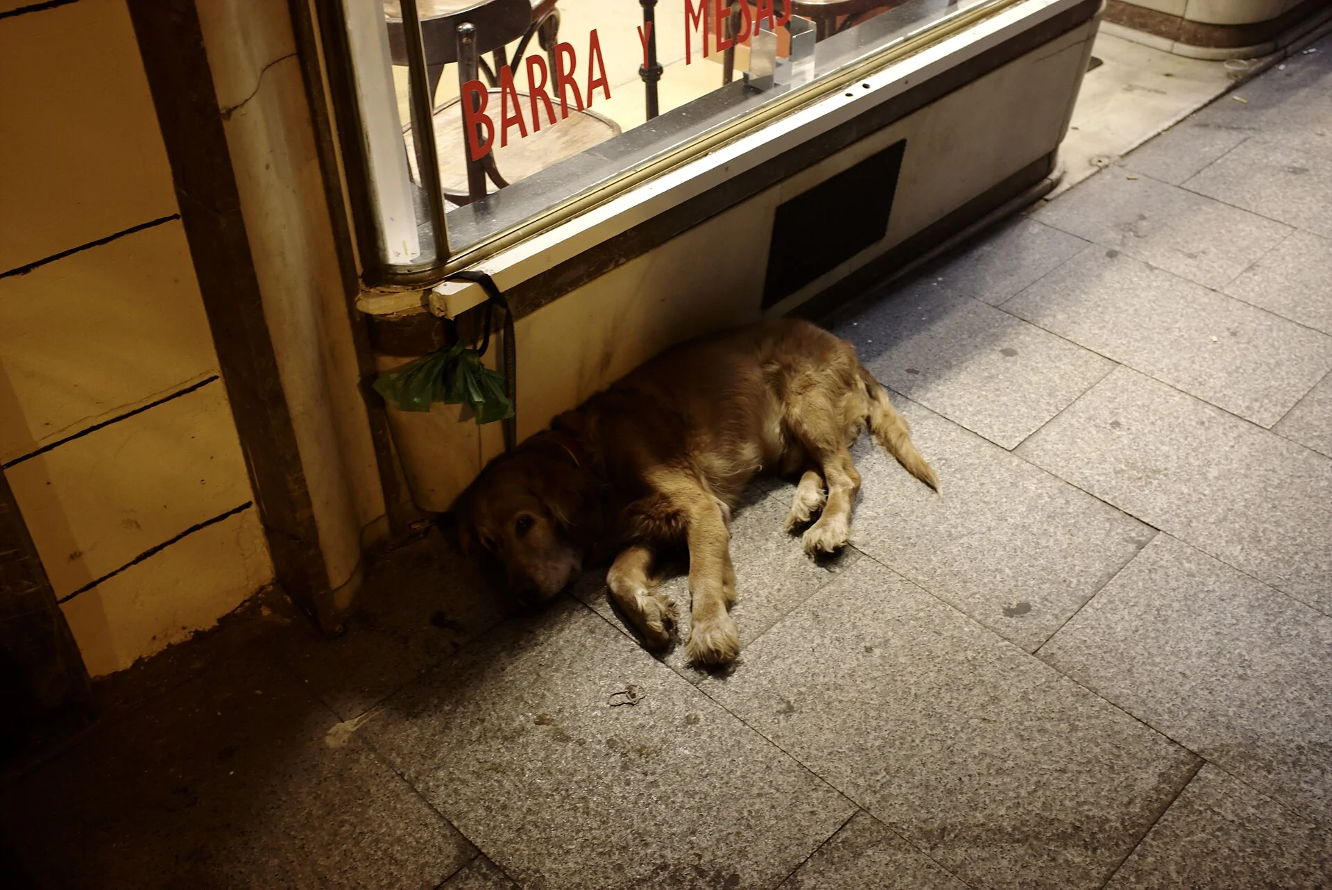 Dog in Madrid, ein Hund-Foto auf Pictures of Dog