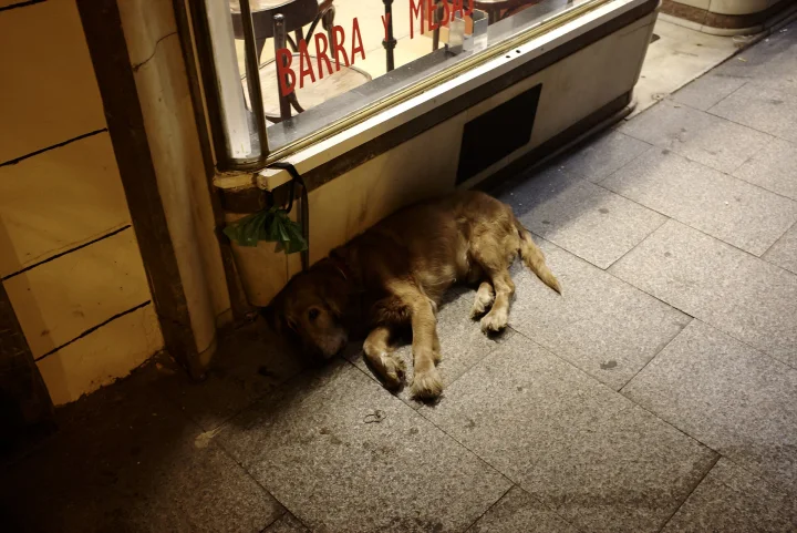 Dog curled in the shade beside a shop window · Dog photo — Pictures of Dog