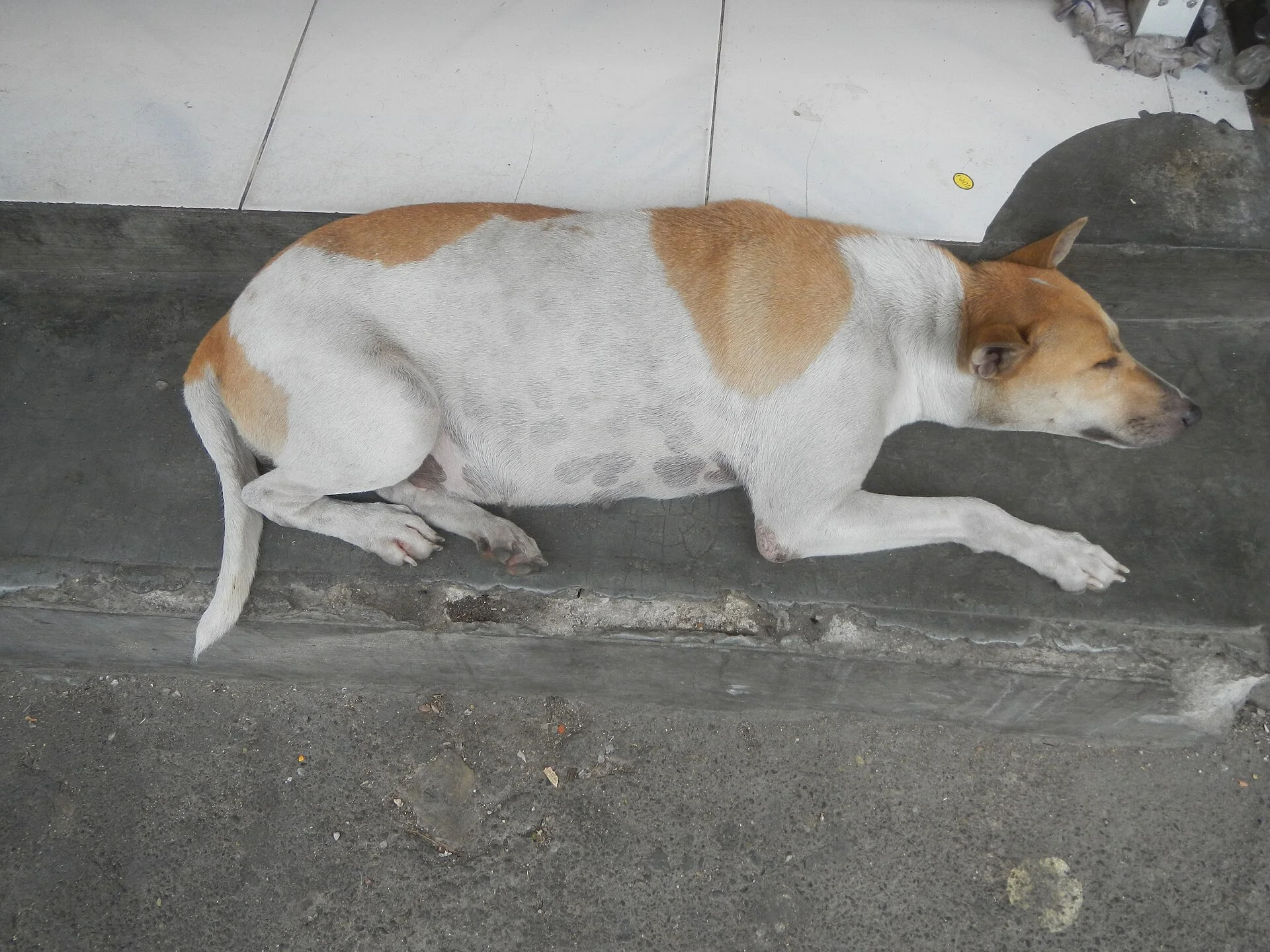 Timeline of the 2020 coronavirus pandemic in the Philippines 2020 coronavirus pandemic in the Philippines Bayanihan to H, una foto de perro en Pictures of Dog