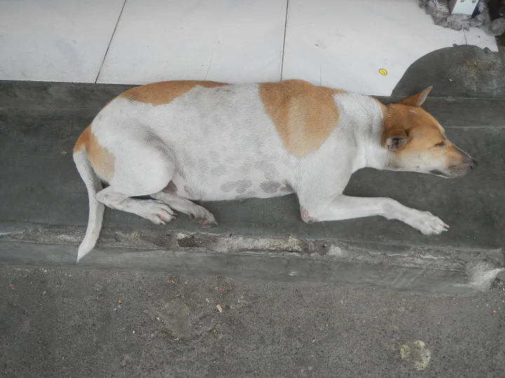 White and brown dog resting on a concrete step · Dog photo — Pictures of Dog
