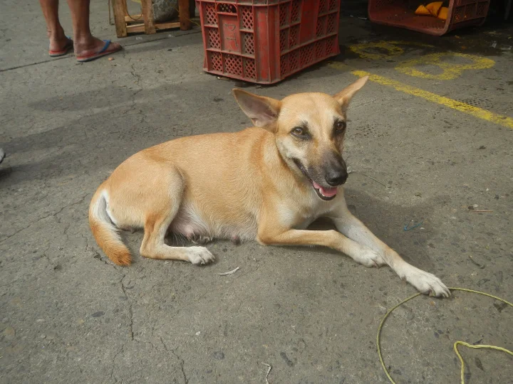Tan dog lying beside red plastic crates · Dog photo — Pictures of Dog