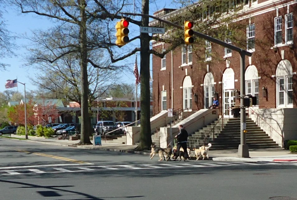 Six dogs with one dog walker on skates. The group moved rather rapidly down the street., una foto de perro en Pictures of Dog