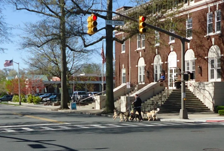 Three dogs crossing a street beside brick buildings · Dog photo — Pictures of Dog