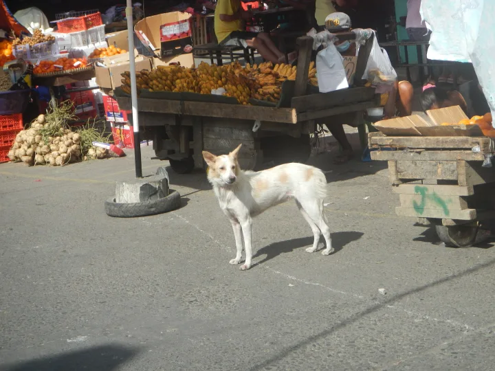 White dog beside a fruit stall on a street · Dog photo — Pictures of Dog