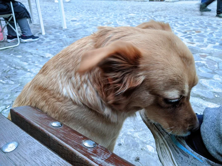 Brown dog with its muzzle beside a shoe · Dog photo — Pictures of Dog