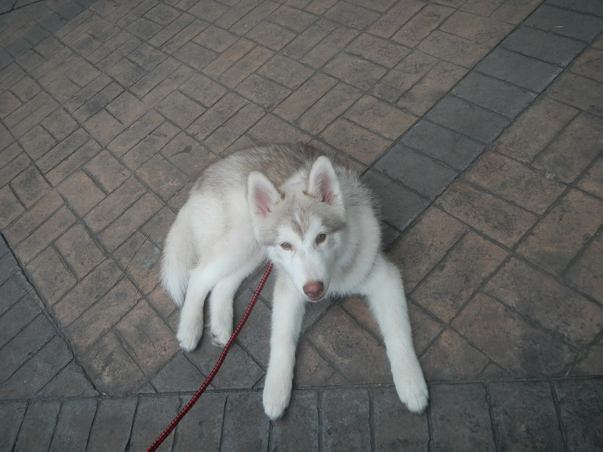 Photos taken during the 2020 coronavirus pandemic in Meycauayan, Bulacan Timeline of the 2020 coronavirus pandemic in th, una foto de perro en Pictures of Dog