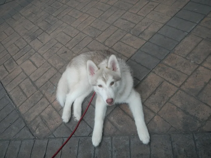 Pale puppy lying on dark paving bricks with a red lead · Dog photo — Pictures of Dog