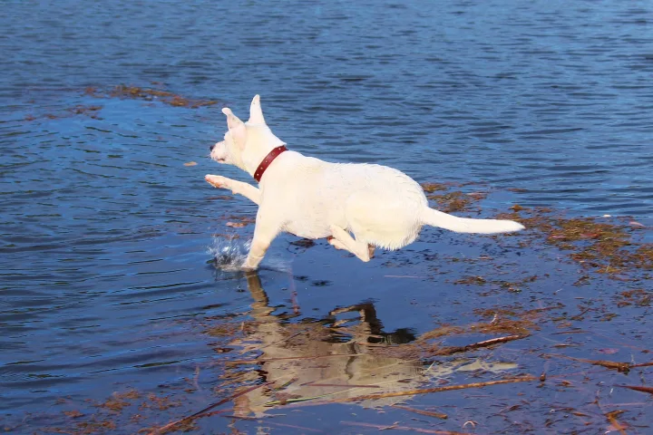 White dog with a red collar moving through shallow water · Dog photo — Pictures of Dog