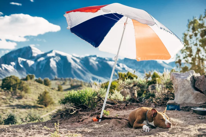 A brown and white dog resting beneath a multicolored umbrella · Dog photo — Pictures of Dog