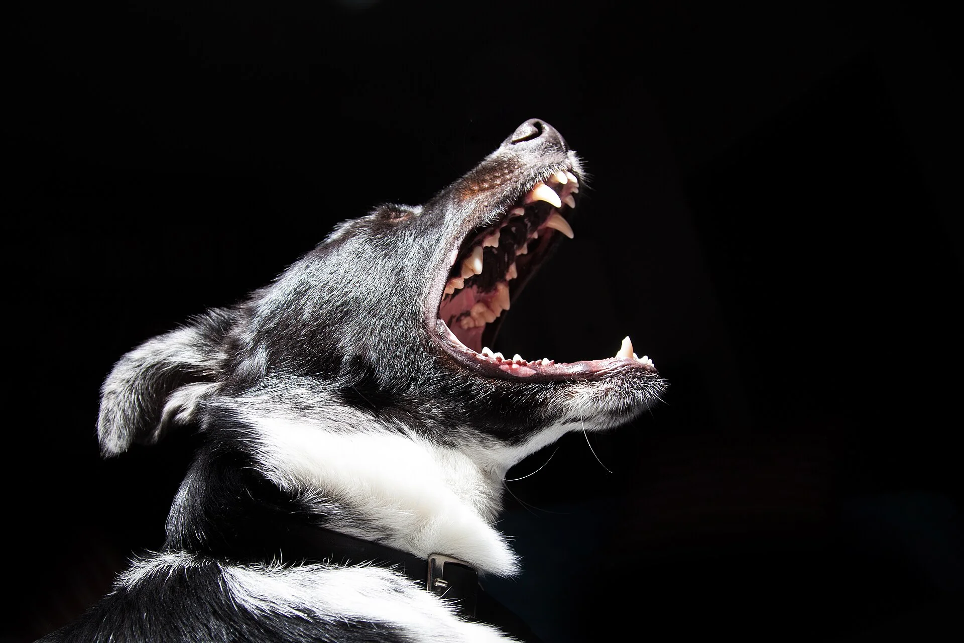 Pictures of Dog의 강아지 사진, animal-dog-pet-dangerous