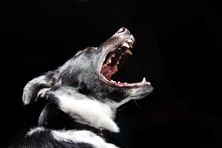 A black and white dog with its head raised and mouth open · Dog photo — Pictures of Dog