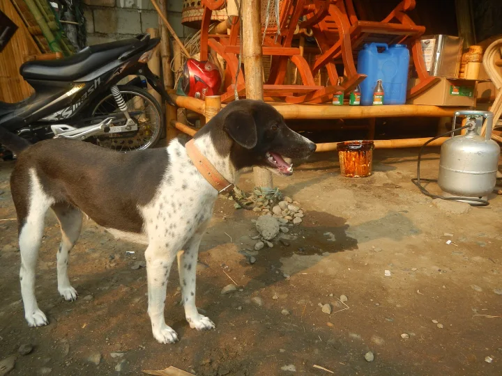 A brown and white dog standing beside a motorcycle · Dog photo — Pictures of Dog