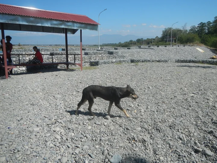 Dark dog crossing a broad gravel area · Dog photo — Pictures of Dog