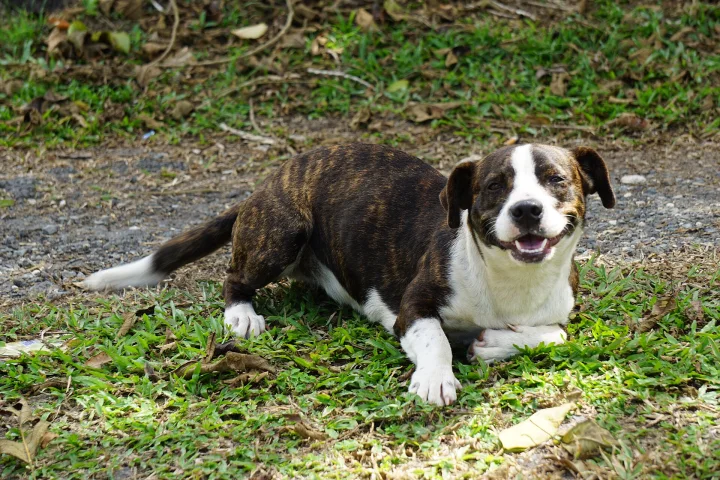 Brown and white dog lying beside a gravel path · Dog photo — Pictures of Dog