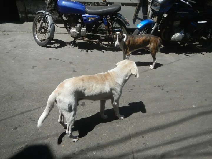Two dogs standing near a row of parked motorcycles · Dog photo — Pictures of Dog