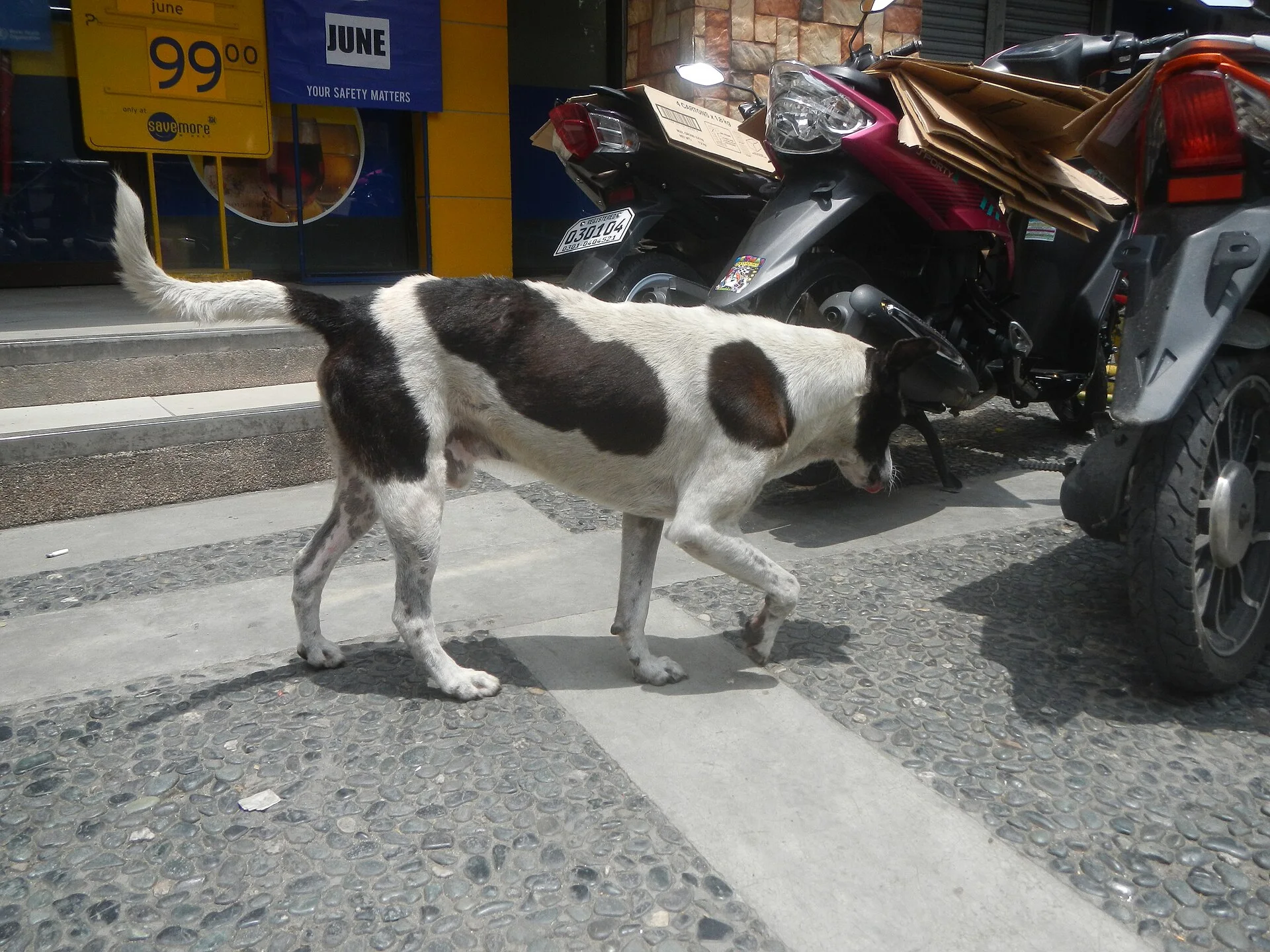 Photos taken during the 2020 coronavirus pandemic in Baliuag, Bulacan Timeline of the 2020 coronavirus pandemic in the P, ein Hund-Foto auf Pictures of Dog
