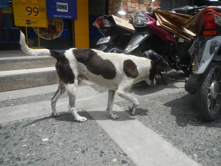 Black and white dog walking past motorcycles · Dog photo — Pictures of Dog