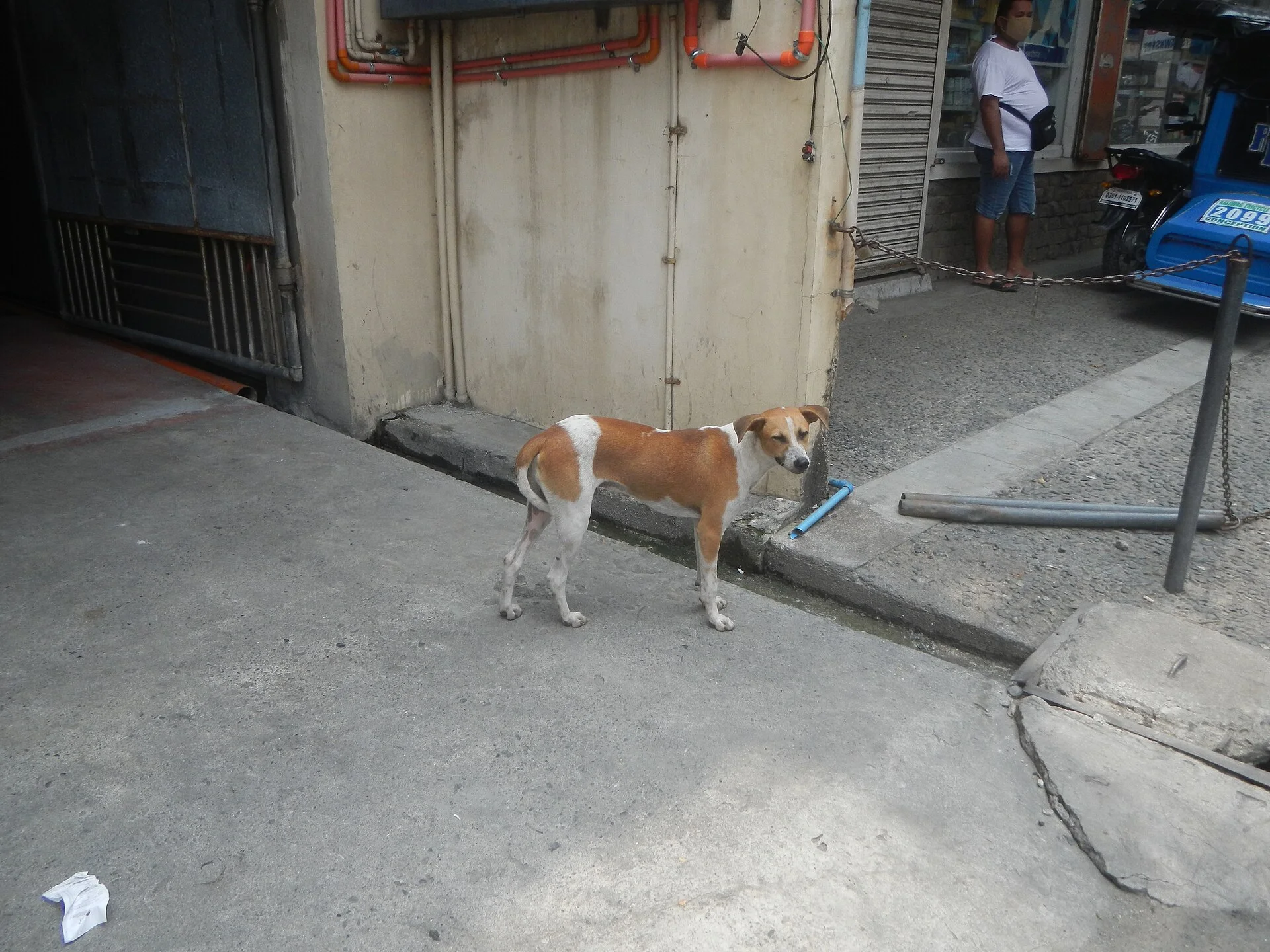 Photos taken during the 2020 coronavirus pandemic in Baliuag, Bulacan Timeline of the 2020 coronavirus pandemic in the P, ein Hund-Foto auf Pictures of Dog