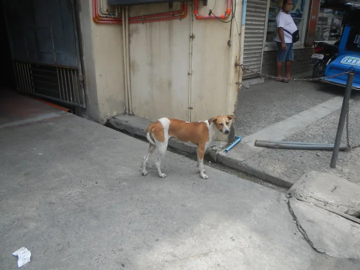 White and brown dog beside a blue hose · Dog photo — Pictures of Dog