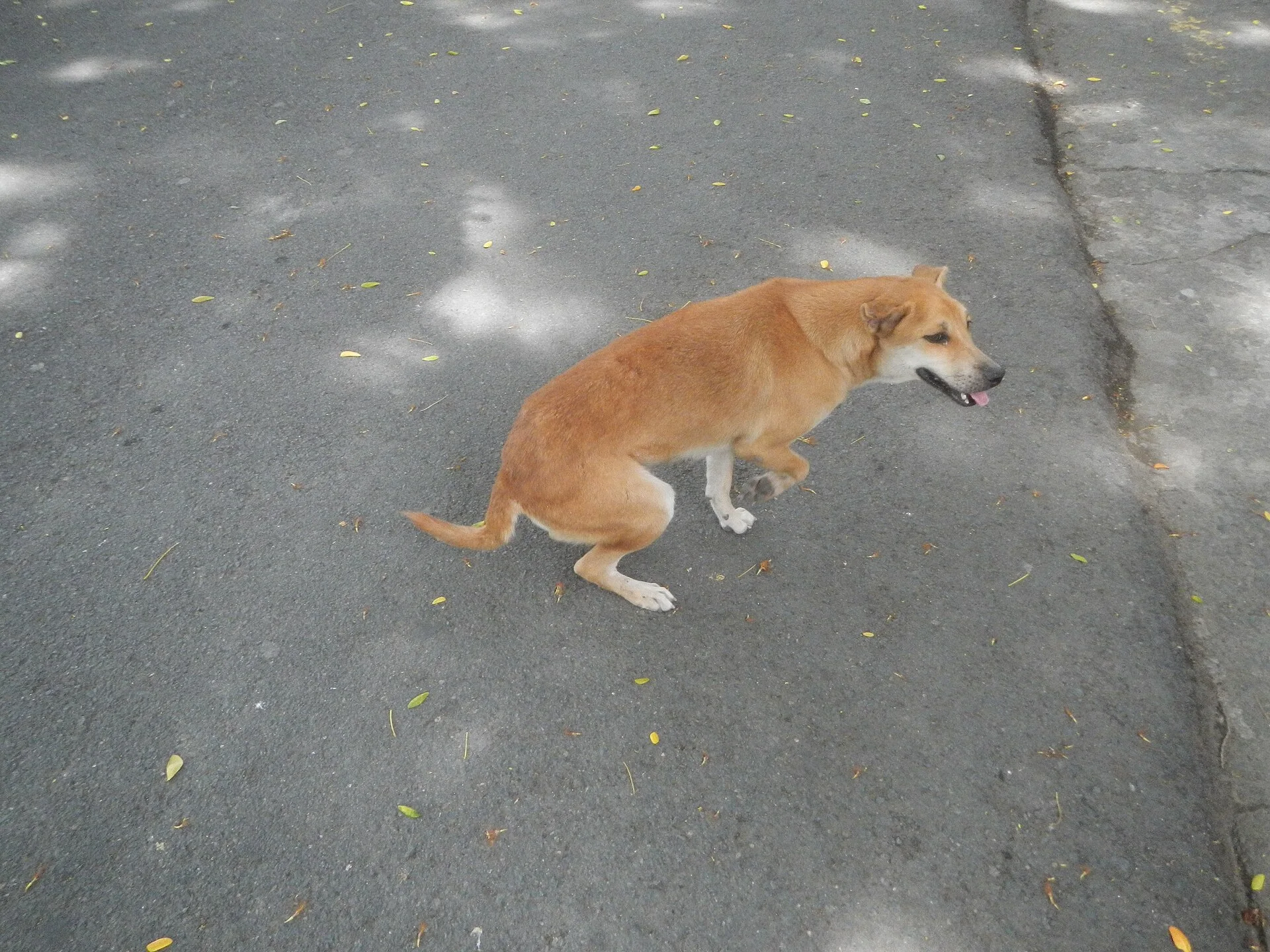 Photos taken during the 2020 coronavirus pandemic in Baliuag, Bulacan Timeline of the 2020 coronavirus pandemic in the P, a dog photo on Pictures of Dog