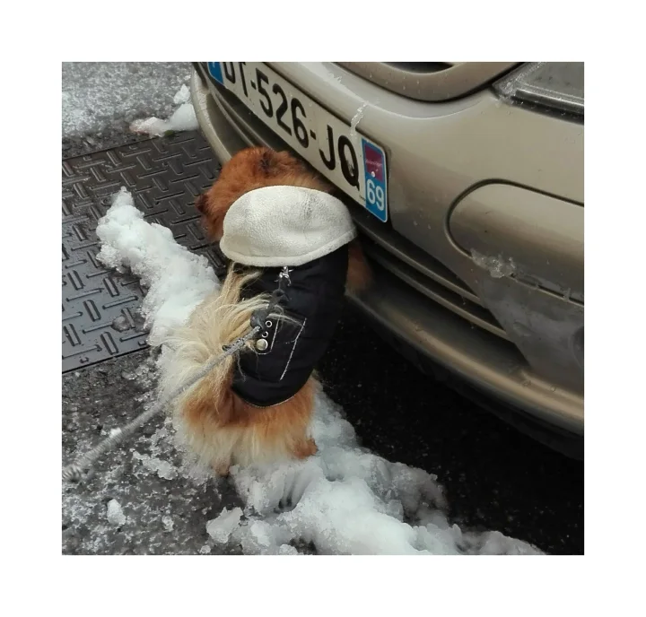 A small dog in a coat and cap beside a parked car · Dog photo — Pictures of Dog