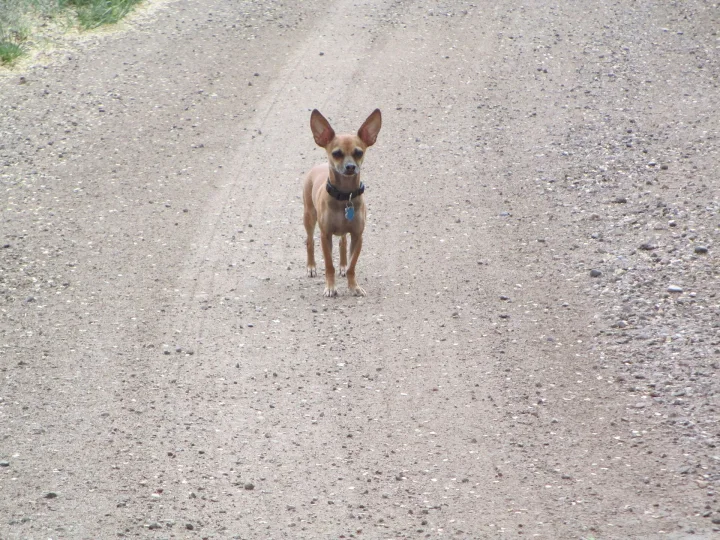 Small tan dog standing in the middle of a gravel road · Dog photo — Pictures of Dog