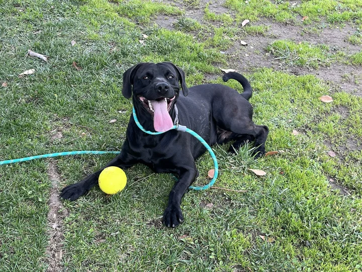 Black dog lying on grass beside a yellow ball and green hose · Dog photo — Pictures of Dog