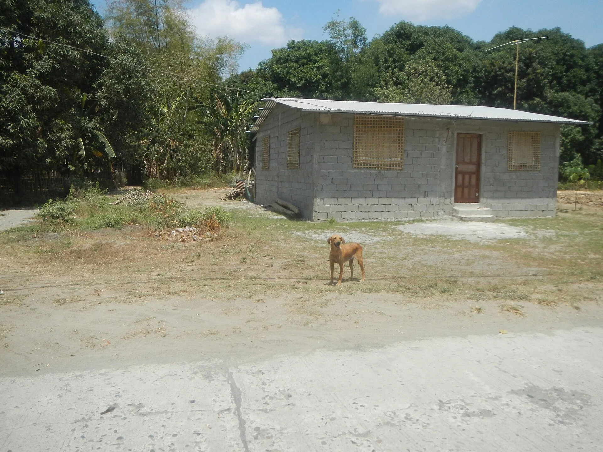 Barangay Bacabac, Camiling, Tarlac Barangay Cayaoan, Camiling, Tarlac Barangay Libueg, Camiling, Tarlac Camiling River C, una foto de perro en Pictures of Dog