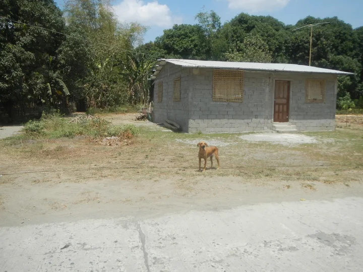 Small tan dog in front of a plain gray building · Dog photo — Pictures of Dog
