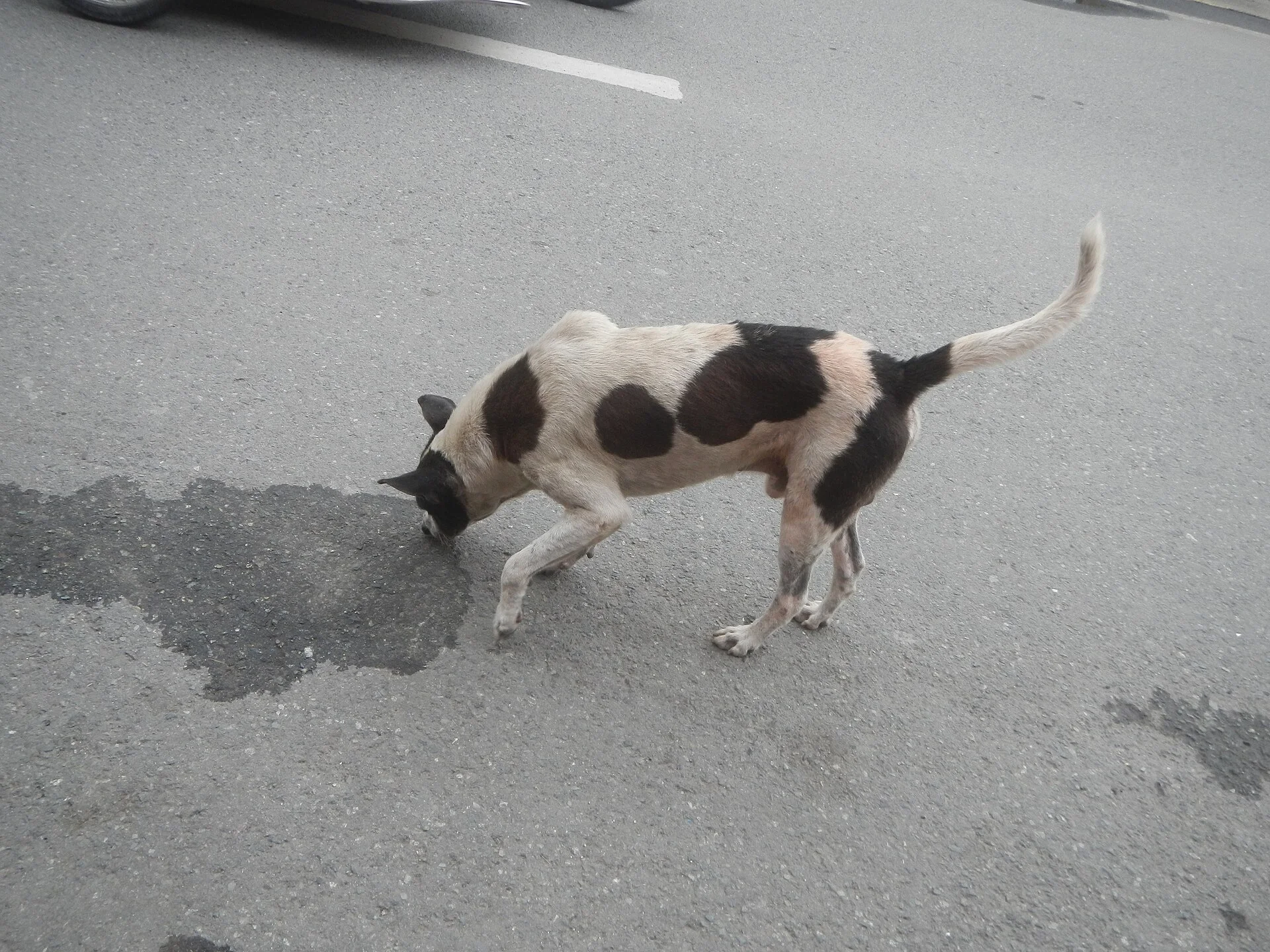 Pictures of Dog의 강아지 사진, Effects of Tropical Storm Ofel Habagat