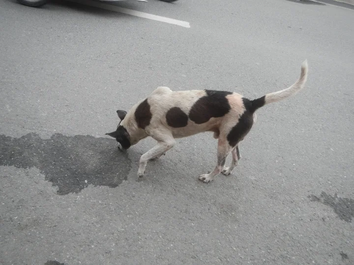 Black and white dog with its muzzle near a wet patch on a road · Dog photo — Pictures of Dog