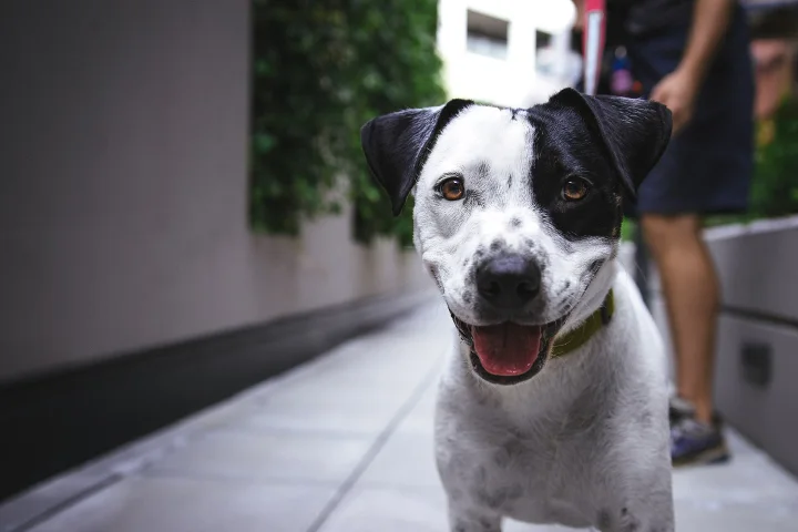 A black and white dog facing the camera with its mouth open · Dog photo — Pictures of Dog
