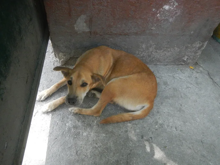 Brown dog curled beside a concrete wall · Dog photo — Pictures of Dog