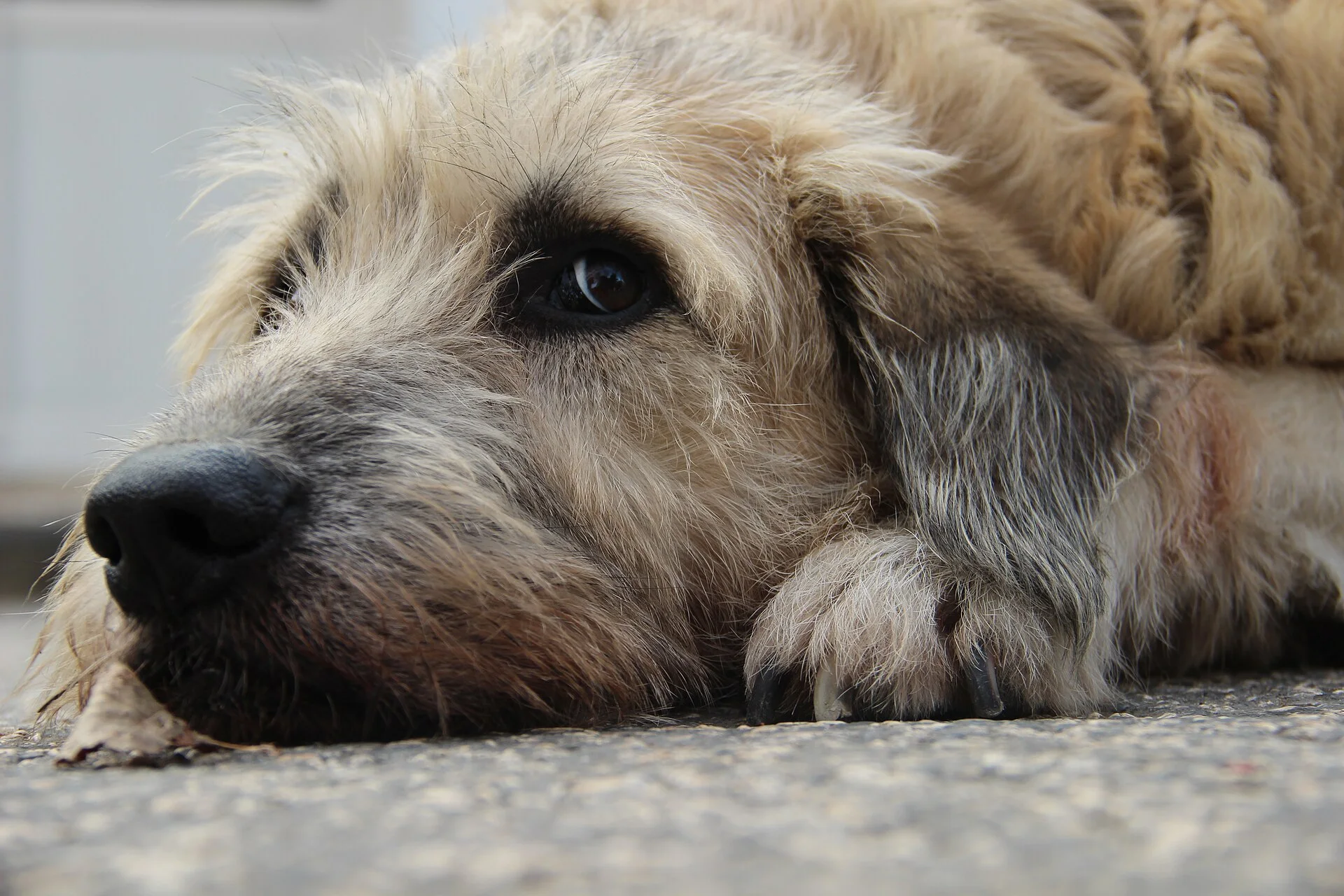 Innocence, Beşiktaş 2014, ein Hund-Foto auf Pictures of Dog