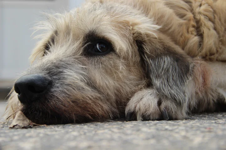 A shaggy tan dog resting its head on pavement · Dog photo — Pictures of Dog