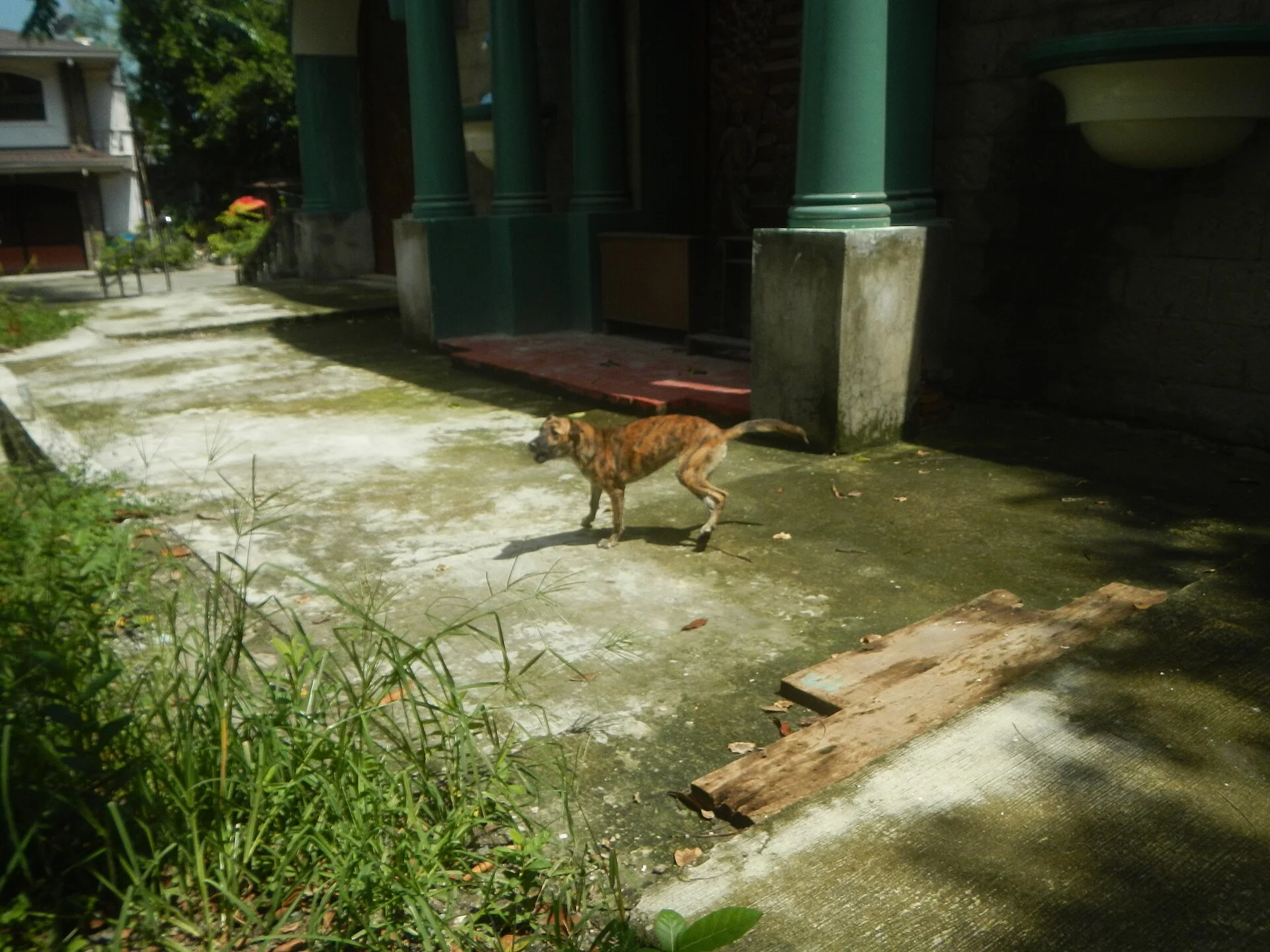 Saint Bartholomew Parish Church of Meycauayan Photos taken during the 2020 coronavirus pandemic in Meycauayan, Bulacan T, a dog photo on Pictures of Dog