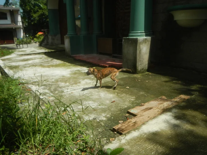 A tan dog beside green columns outside a building · Dog photo — Pictures of Dog