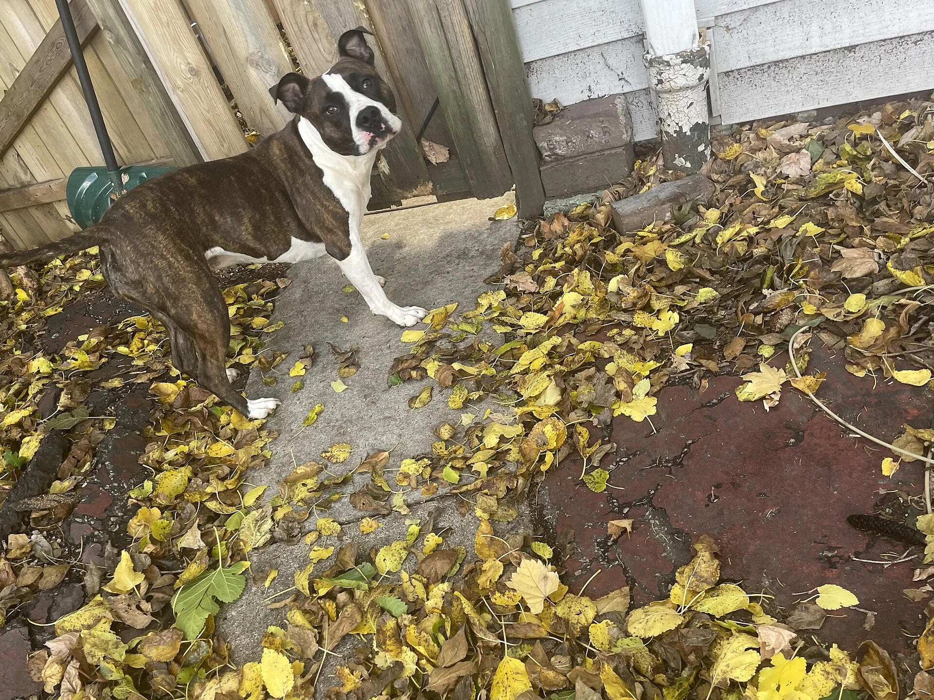 American bully, una foto de perro en Pictures of Dog